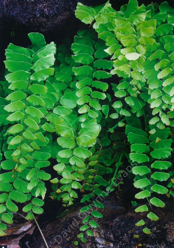 Adiantum lunulatum